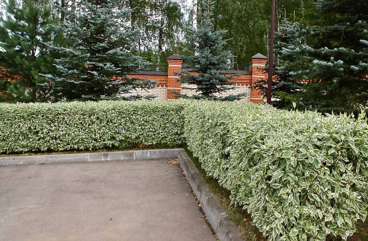 Дерен белый Сибирика: описание сортов многолетника, посадка и уход Нюансы выращивания для минимизации ухода Полив, подкормка и правила обрезки