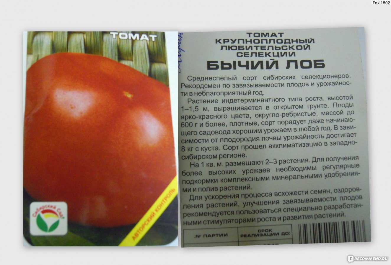 Томат бычий лоб: характеристика и описание гибридного сорта с фото