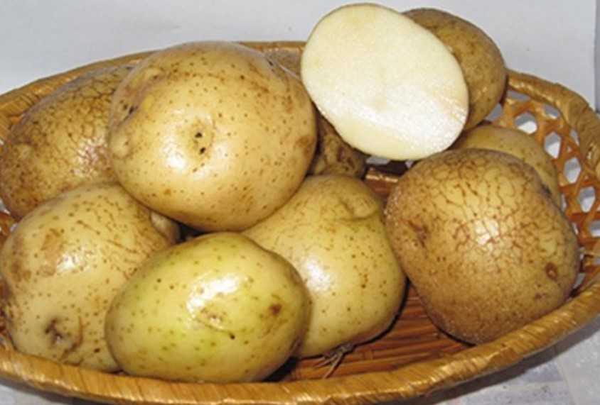 Картофель никулинский: описание сорта, фото, отзывы о вкусовых качествах и сроках созревания, особенности выращивания и хранения, характеристика урожайности
