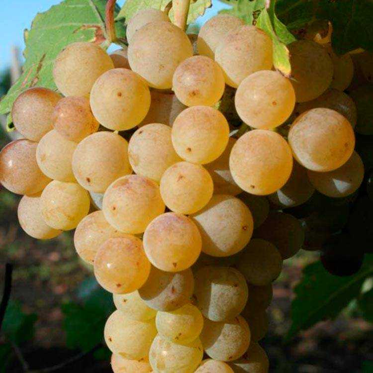Виноград цитронный магарача: описание технического сорта, основные преимущества