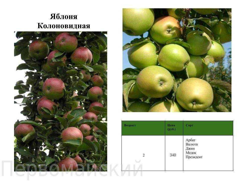 Описание сорта яблони медок 🍎: фото яблок, важные характеристики, урожайность с дерева