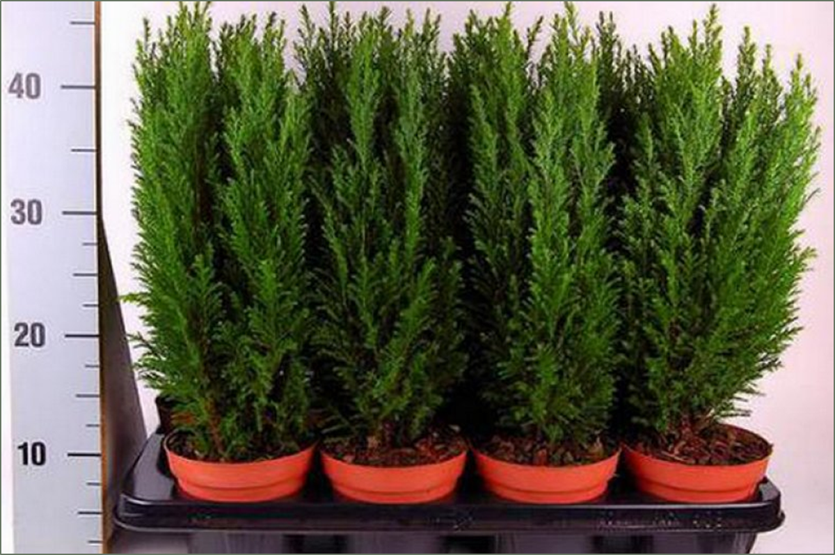 Кипарисовик — лучшее хвойное растение для очищения воздуха в комнатах. уход в домашних условиях. фото — ботаничка