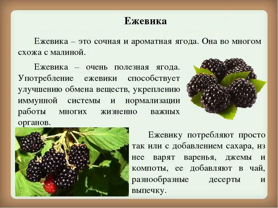 Вопрос: почему у ежевики желтеют листья? - фрукты и ягоды | studok.net