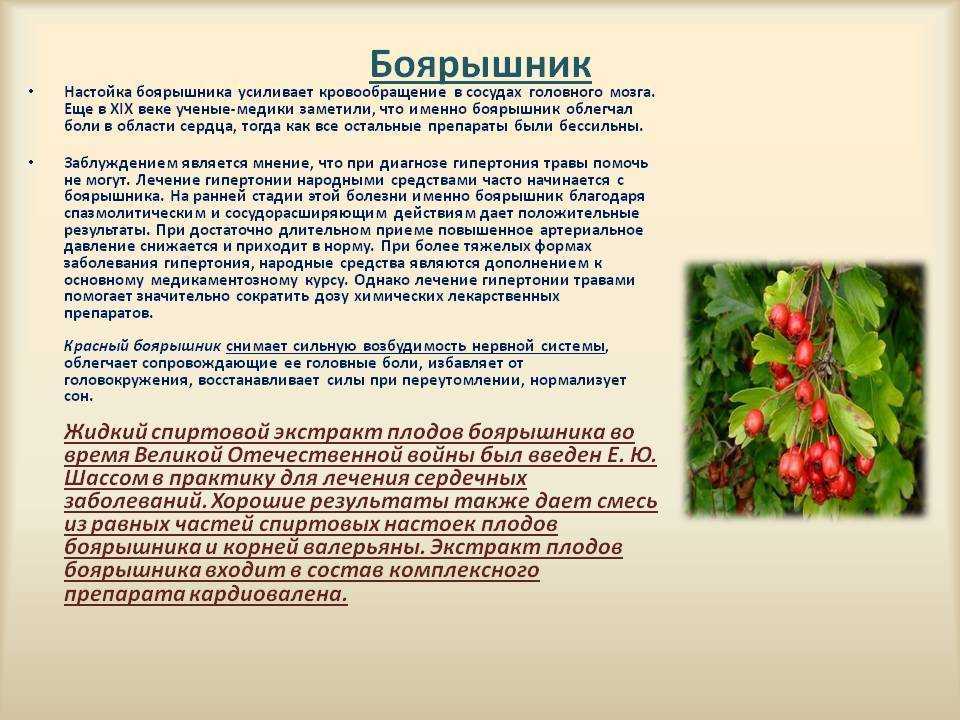 Применение шиповника от давления: как влияет на артериальные показатели - повышает или понижает их?
