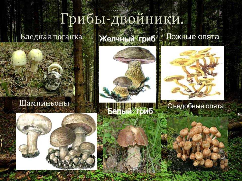 Грибы, растущие на деревьях и пнях: съедобные, ядовитые, лечебные