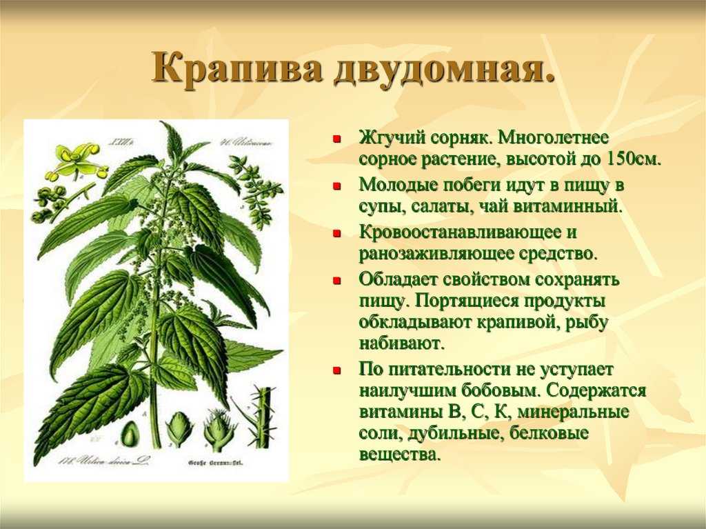 Какая крапива съедобная (фото и описание) | польза крапивы для организма, ее виды и быстрые блюда из крапивы