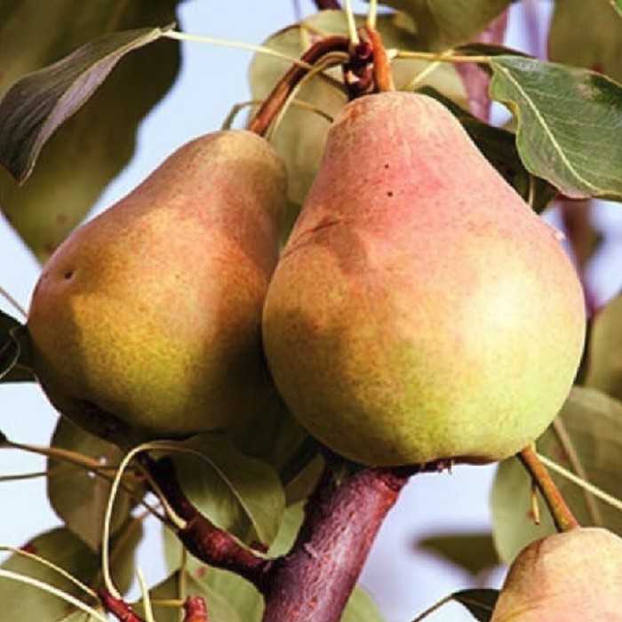 Какую Грушу Лучше Купить