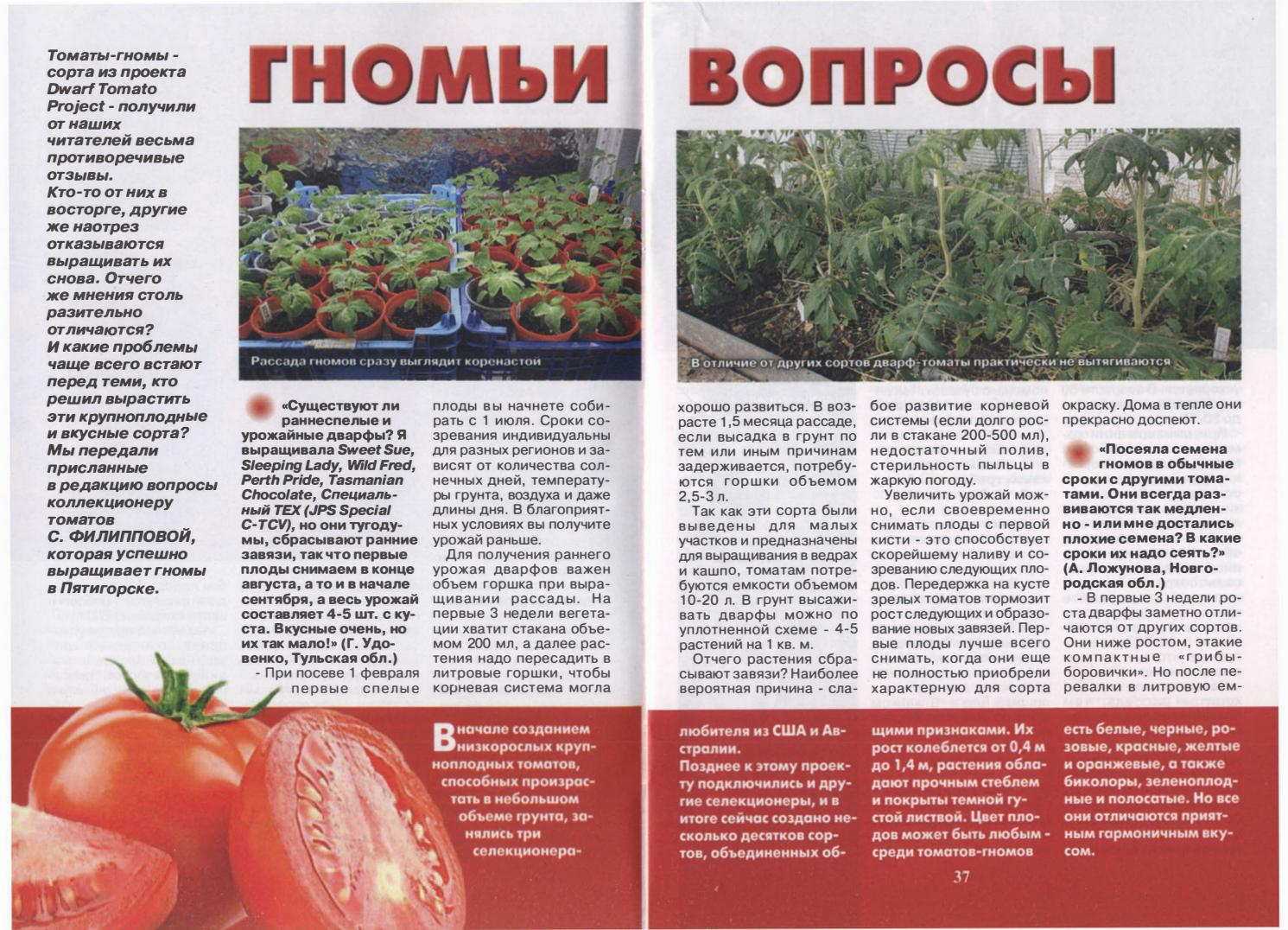 Томат вовчик: описание и характеристика сорта, выращивание и урожайность с фото