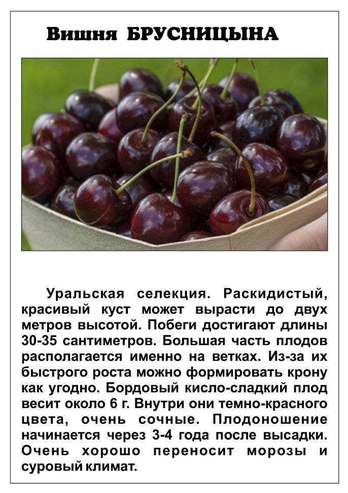 Описание зимостойкой вишни кустовой сорта Брусницына и характеристика плодов Достоинства и недостатки сорта Особенности посадки и ухода за вишней Борьба с вредителями и заболеваниями