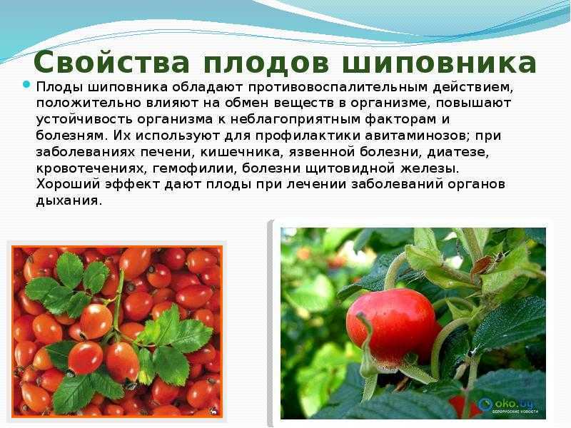 Растворимый шиповник: польза и вред, отзывы о напитке из магазина »