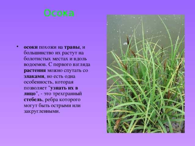 Водная и прибрежная растительность. реферат. биология. 2013-05-16