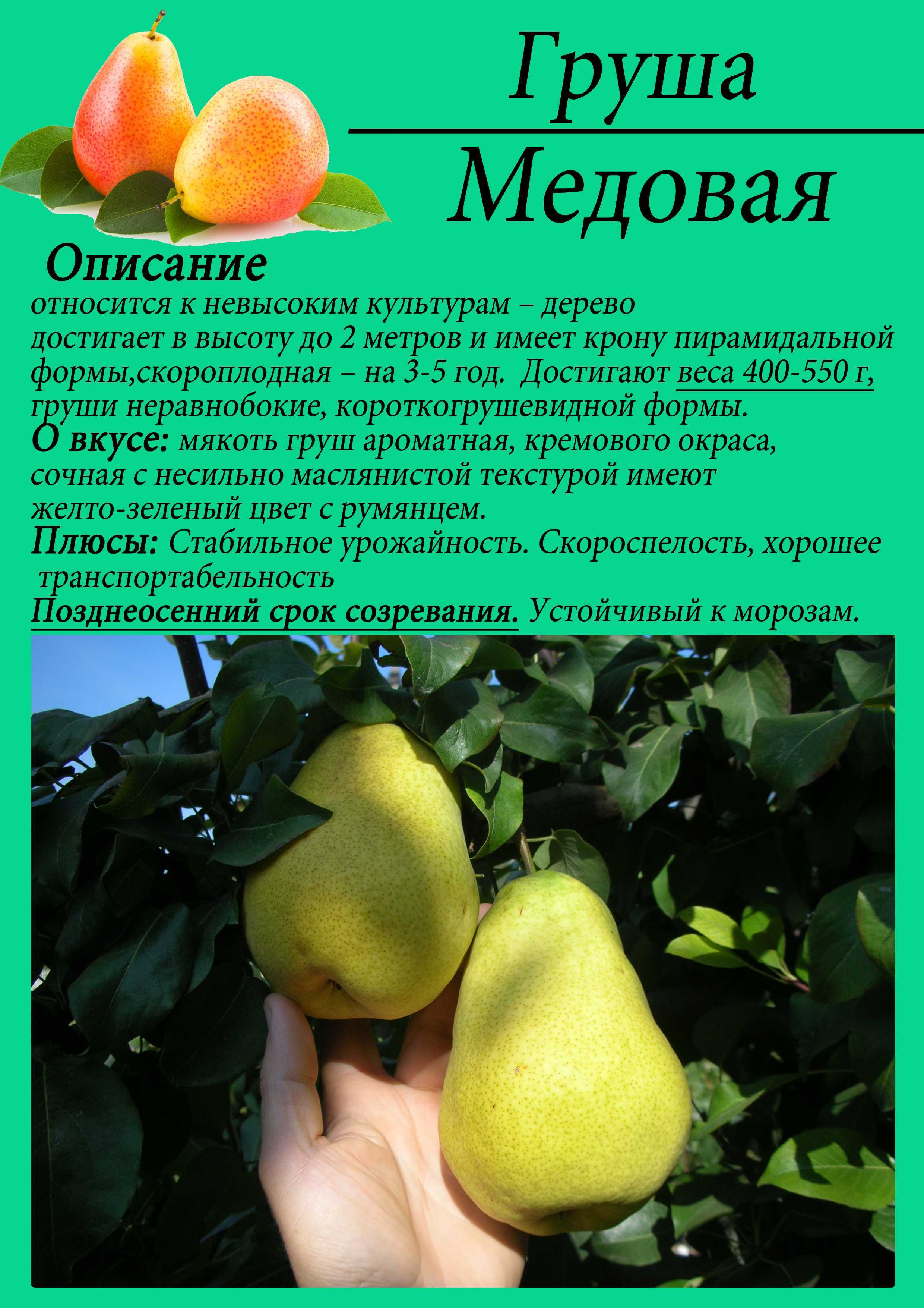 Колоновидные груши для подмосковья — 5 лучших сортов