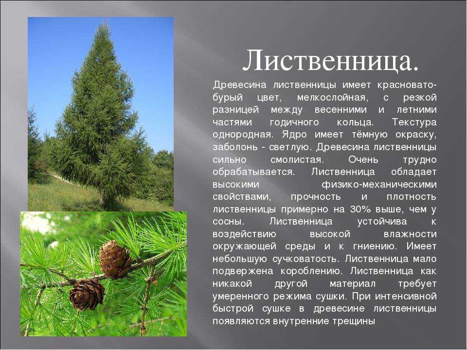 Лиственница: фото и виды хвойника, правила выращивания и ухода