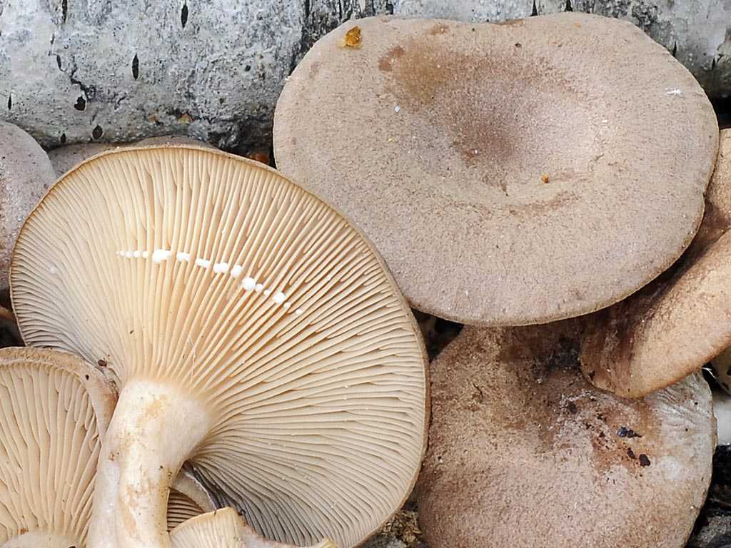 Млечник серо- розовый (lactarius helvus) или янтарный млечник: фото, описание, как готовить и как отличить от других грибов