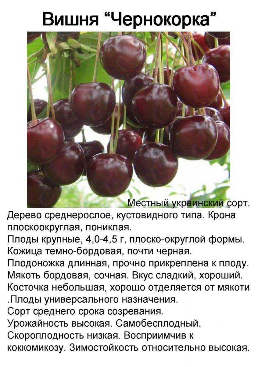 Черешня ленинградская: отзывы, фото, описание сорта, посадка и уход, выращивание, морозостойкость, опылители, вкусовые качества, урожайность