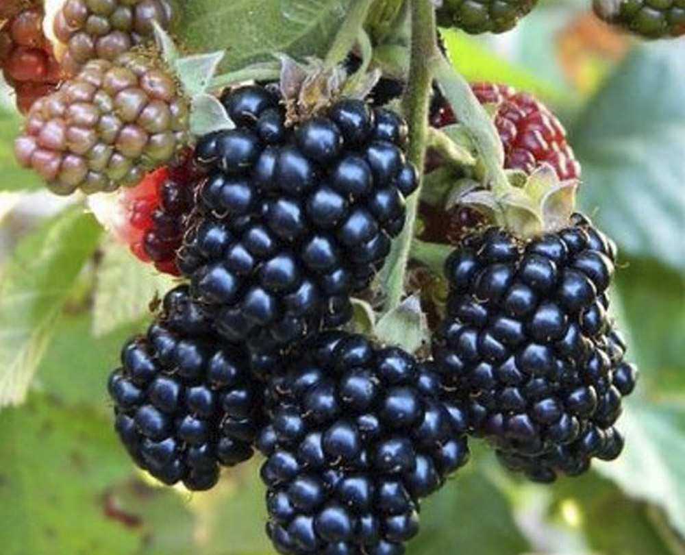 Ежевика торнфри: описание сорта, фото, посадка и уход