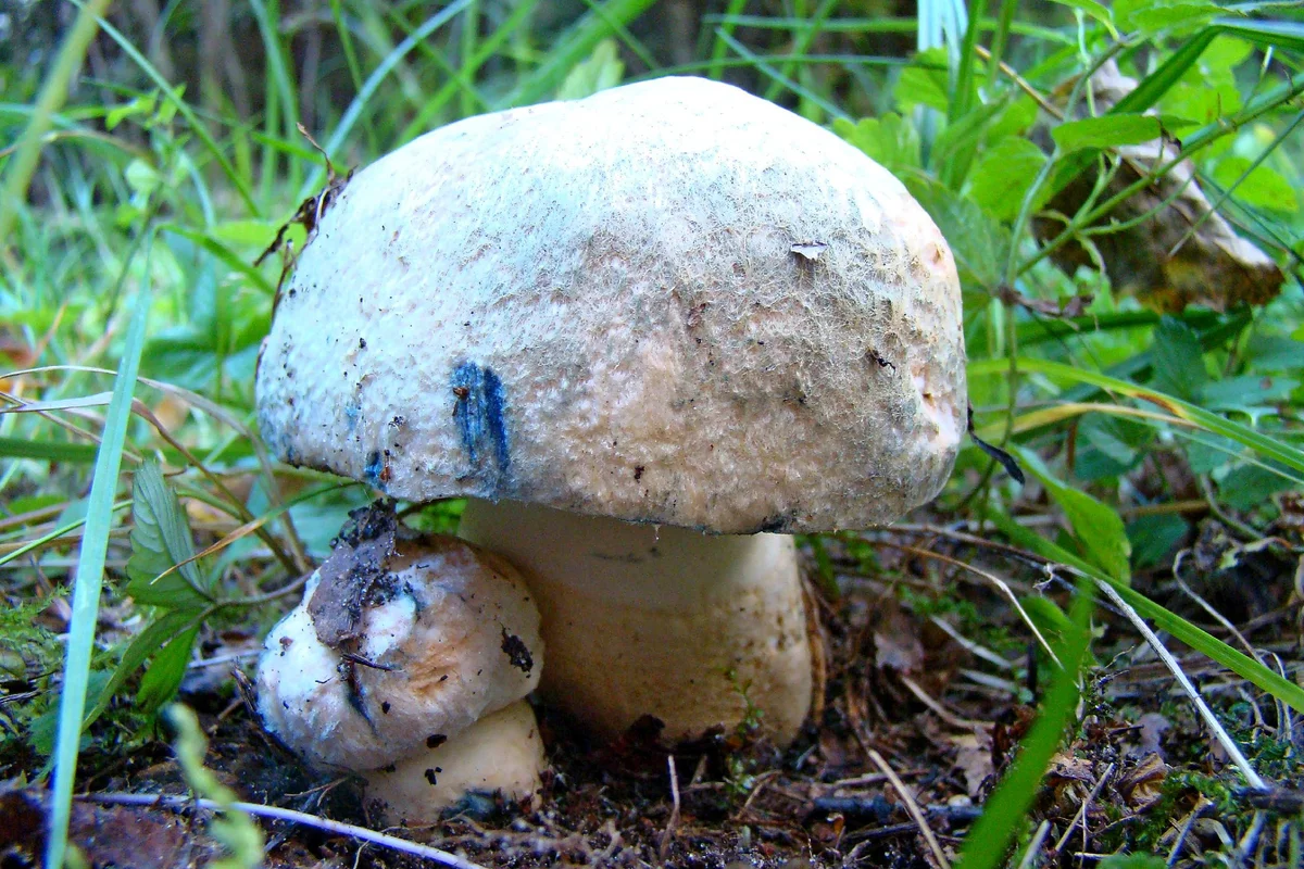 Гиропорус песчаный Gyroporus Ammophilus: места произрастания, съедобность, отличительные признаки от двойников Описание внешнего вида с фото