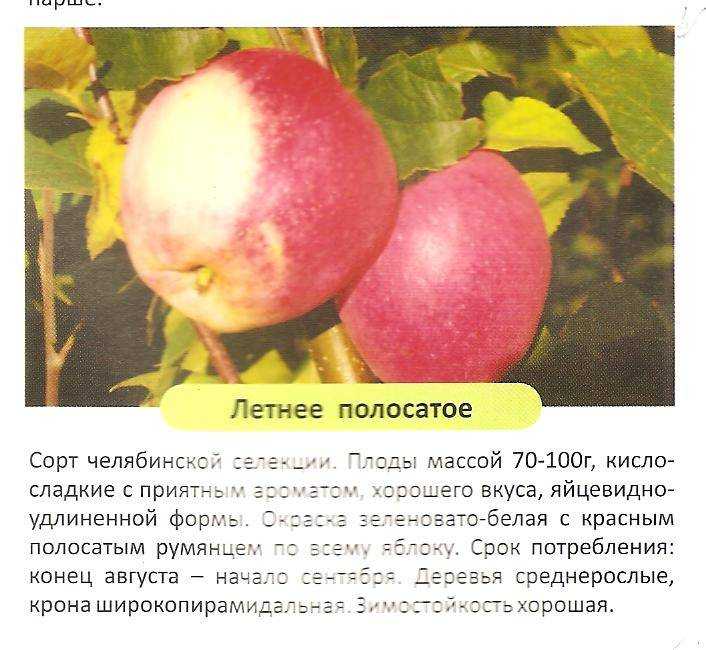 Яблоня рождественское: описание, фото, отзывы садоводов, посадка