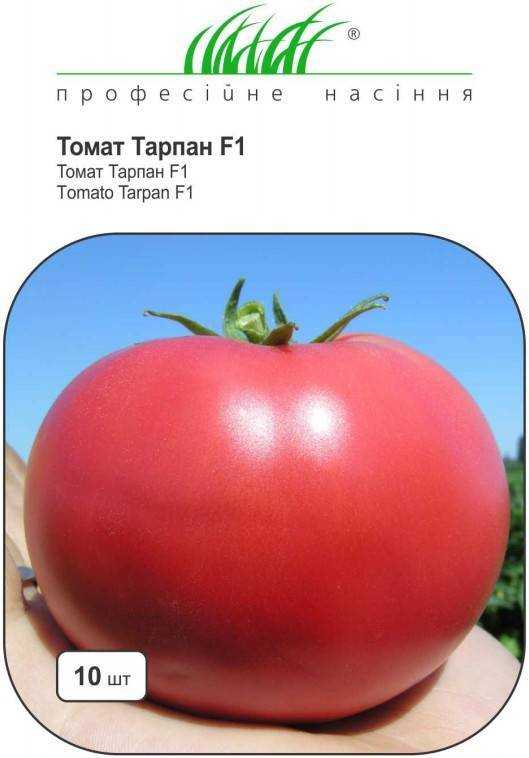 Помидор «тарпан» f1: описание сорта, фото и основные характеристики томата русский фермер