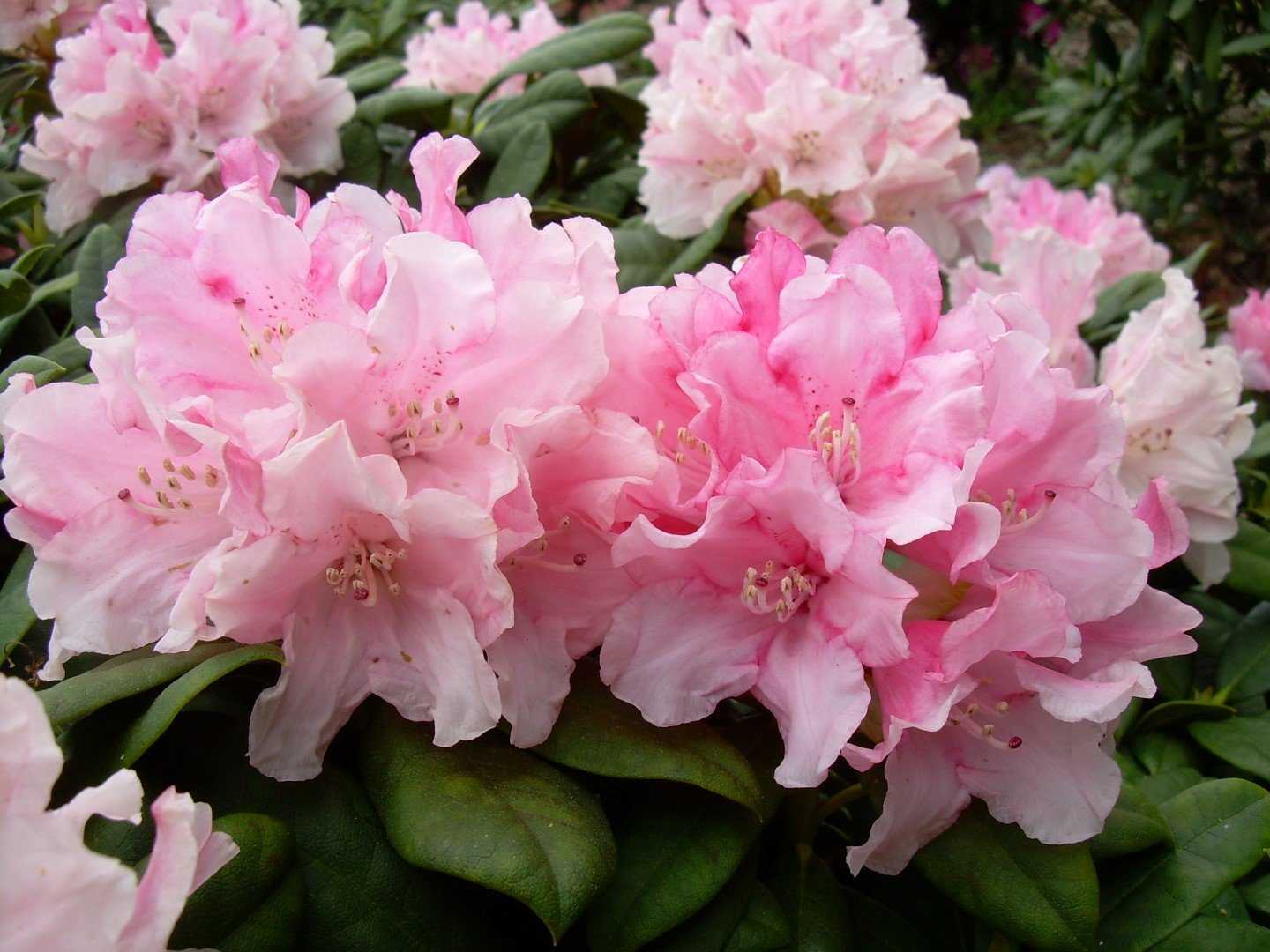 Рододендрон якушиманский (yakushimanum): описание с фото, сорта (голден торч, калинка, лумина)