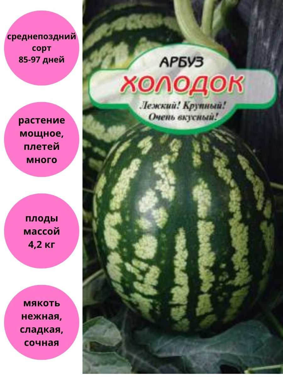 Арбуз холодок : описание сорта и особенности выращивания, сбор и хранение урожая