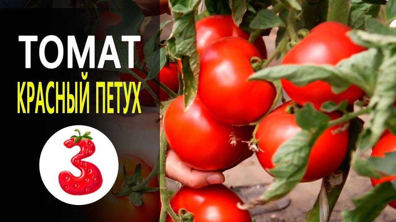 Томат красный петух
