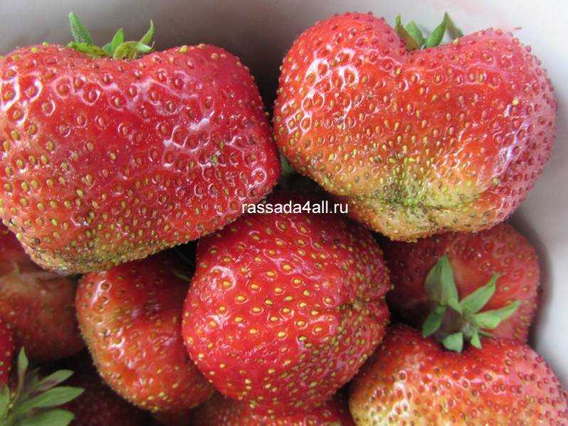 Лучшие сорта садовой земляники с названиями и описанием