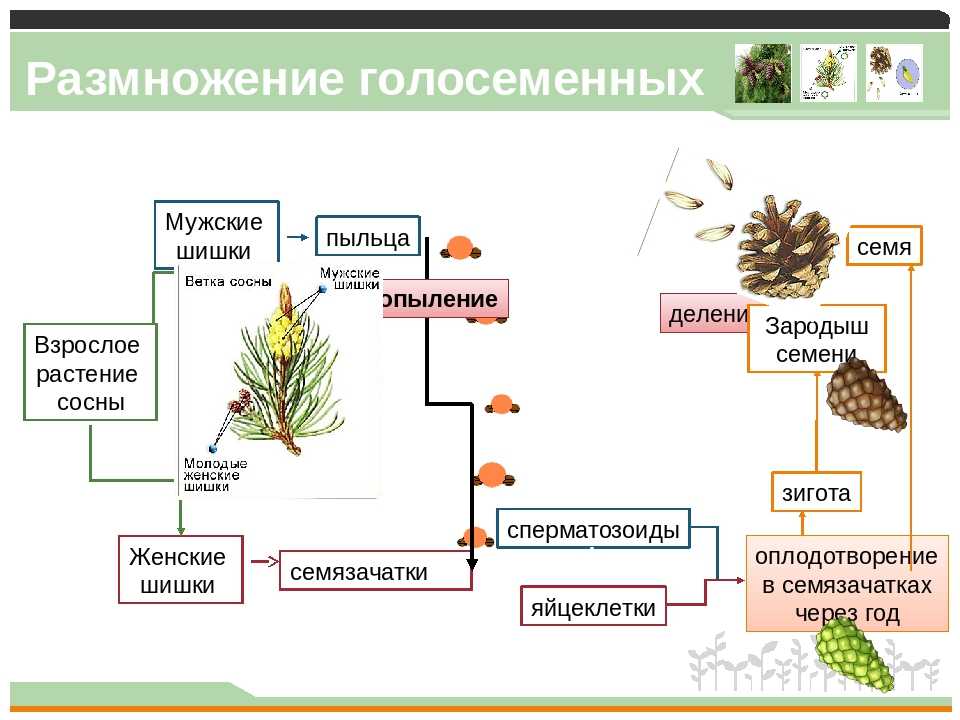 ✅ размножение сосны обыкновенной в домашних условиях: как это делать черенками и семенами, как сосна размножается в природе - tehnoyug.com