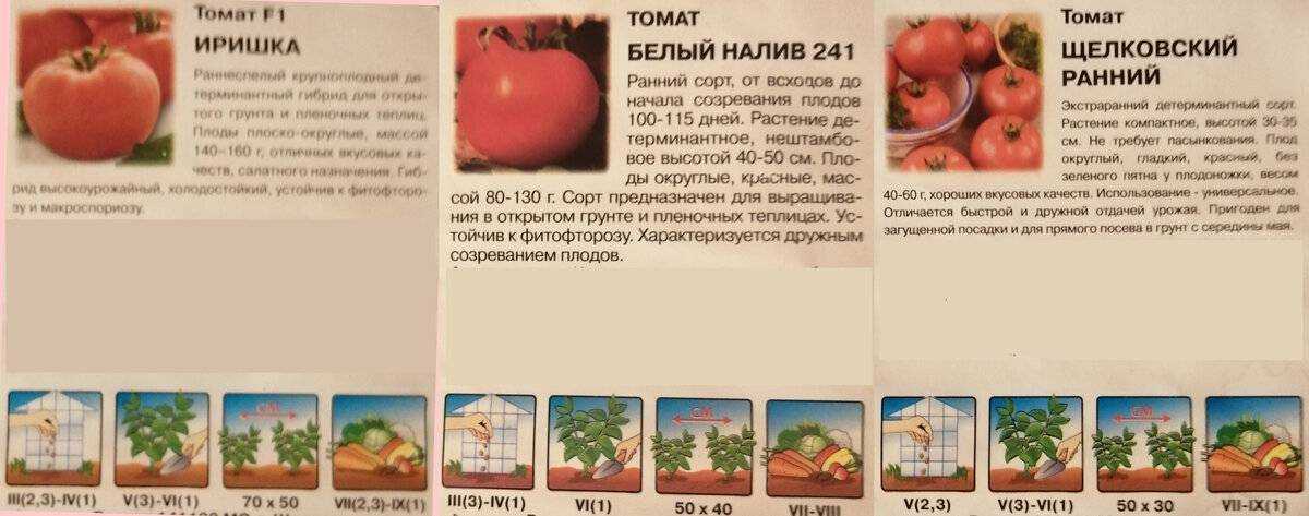 Томат белый налив
