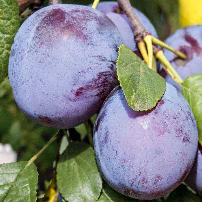 Слива "волжская красавица": описание сорта, фото, отзывы