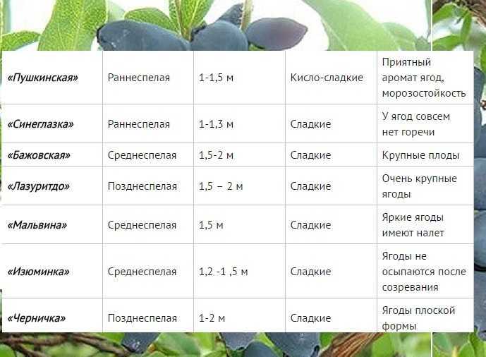 Жимолость — жим из витаминов