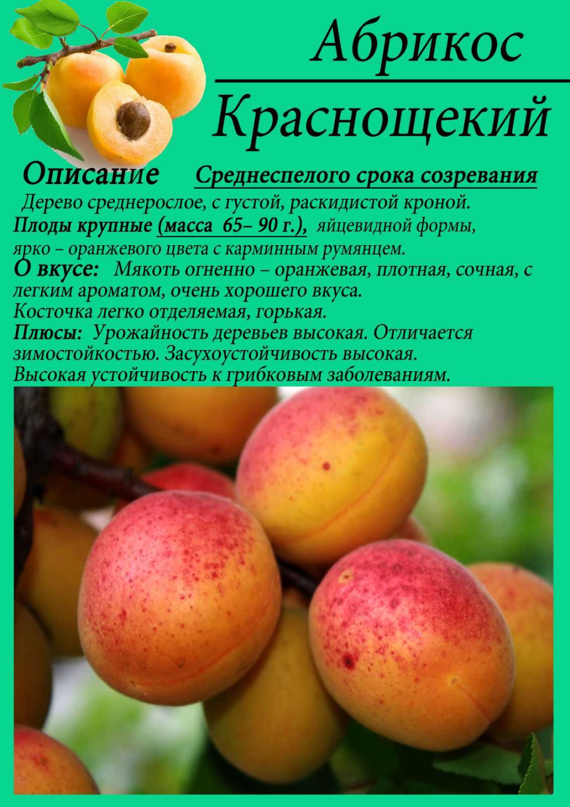 Сорт абрикоса чемпион севера: описание, уход, отзывы, фото
