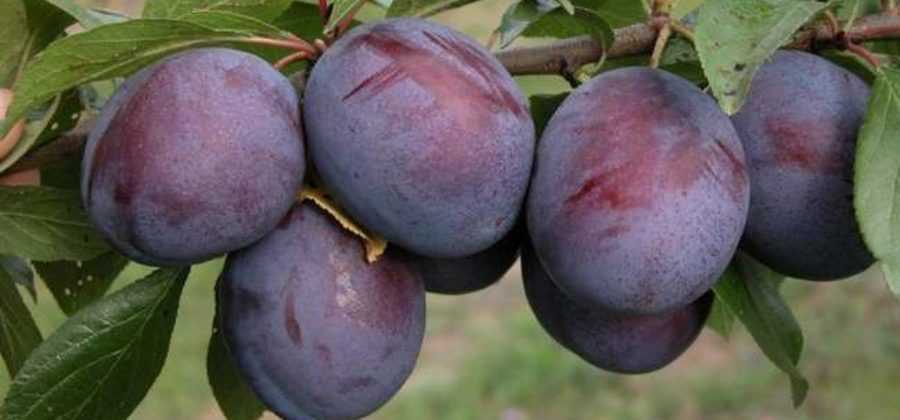 Слива «волжская красавица»: описание сорта, фото, отзывы