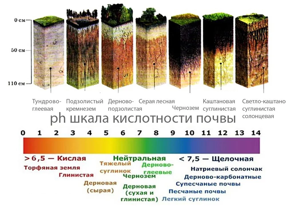 Хвойные растения для сада: фото, видео, выращивание, посадка и уход