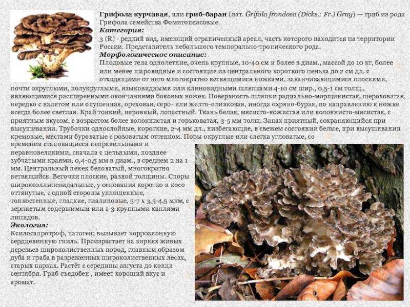 Гриб баран: как готовить, рецепты с фото, заготовка на зиму, сроки и условия хранения