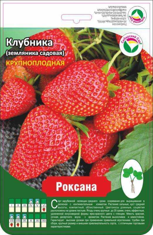 Клубника роксана: описание и характеристика сорта, посадка и уход, фото