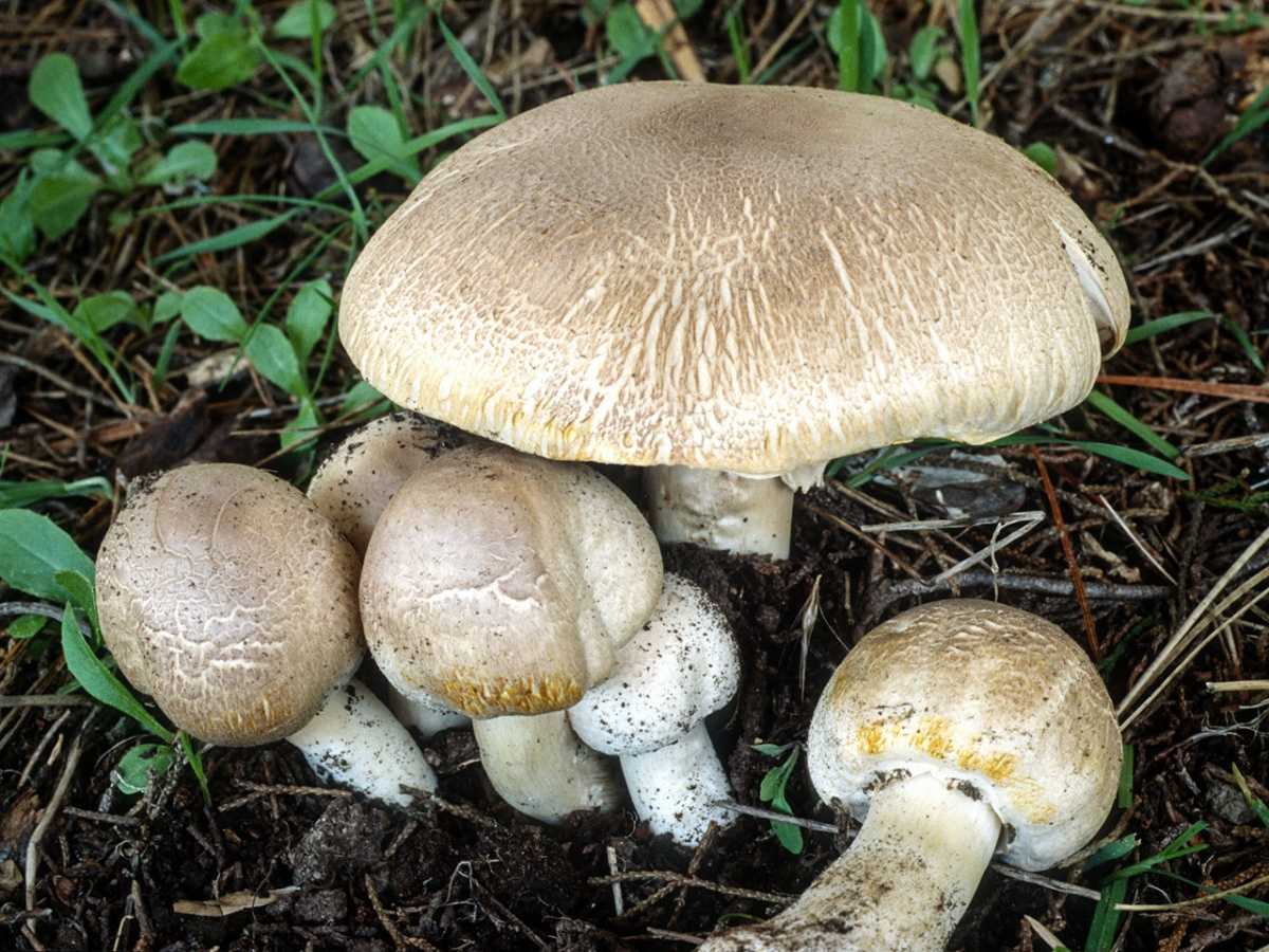 Шампиньон желтокожий или рыжеющий (agaricus xanthodermus): фото, описание и как отличить ядовитый гриб