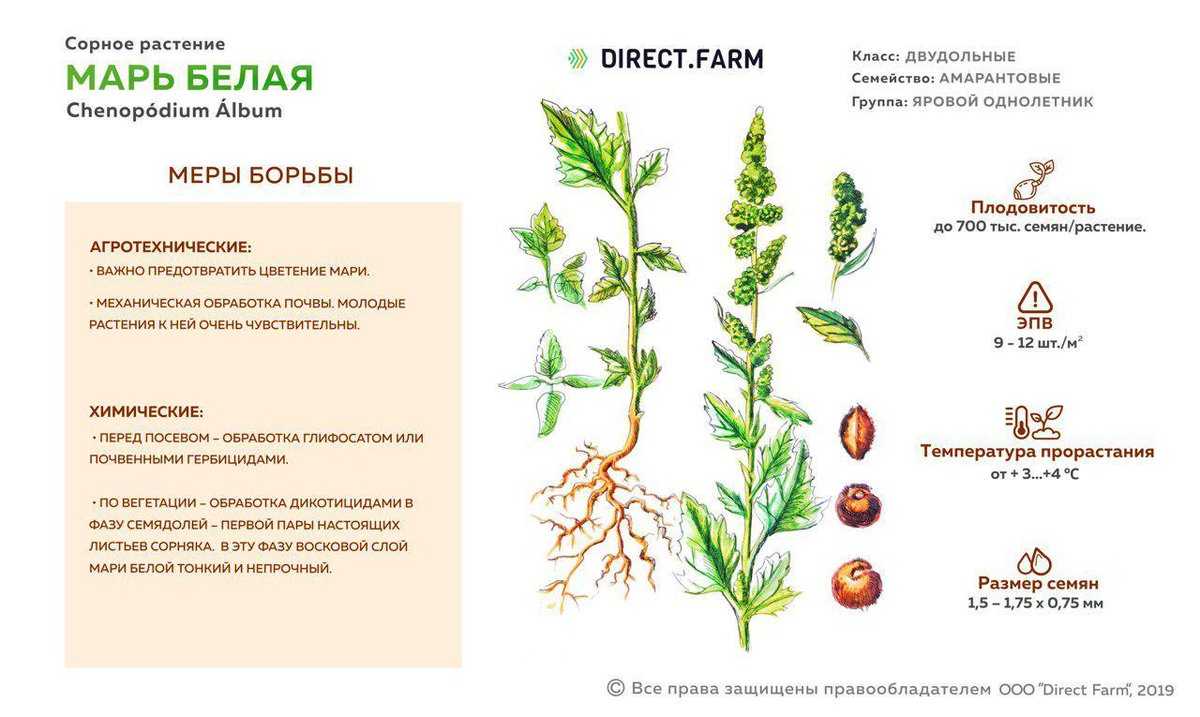 Как бороться с сорняками на огороде – лучшие методы и средства