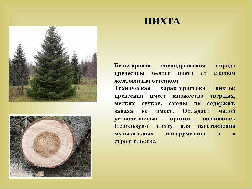 Пихта в горшке: сорта, уход в домашних условиях, фото