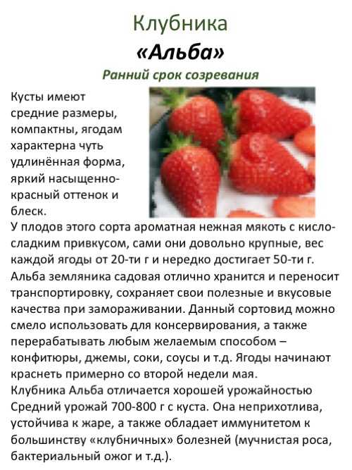 ✅ о клубнике виктория: описание и характеристики сорта, посадка, уход, выращивание