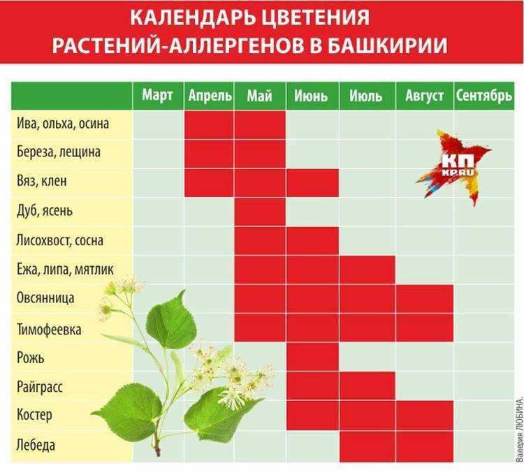 Фундук (лещина) — как вырастить орех: сорта, посадка, уход, размножение