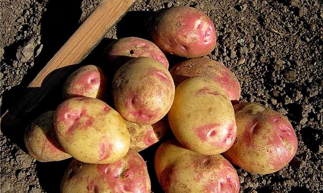 Высокоурожайный сорт картофеля «ермак» с розоватой кожурой