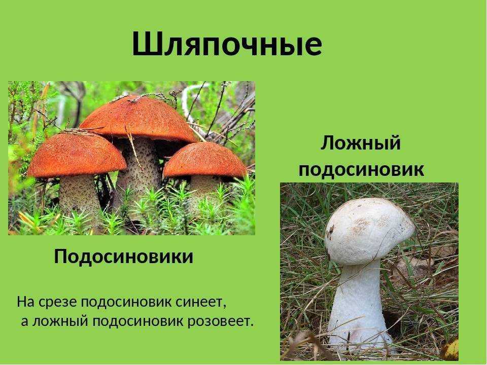 Ложный подосиновик: какие грибы подходят под это определение, как отличить настоящий красноголовик от схожих видов Какие из ложных двойников съедобны