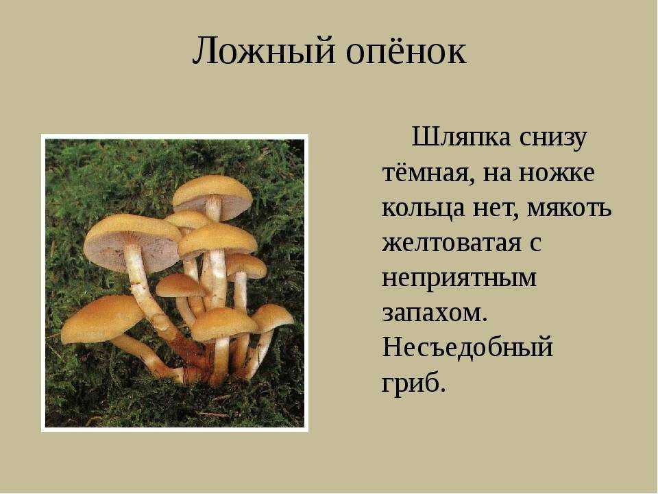 Осенние грибы — когда и какие пойдут, как отличить от опасных двойников