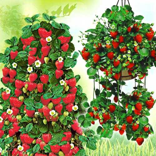 Ампельная клубника уход и выращивание зимой