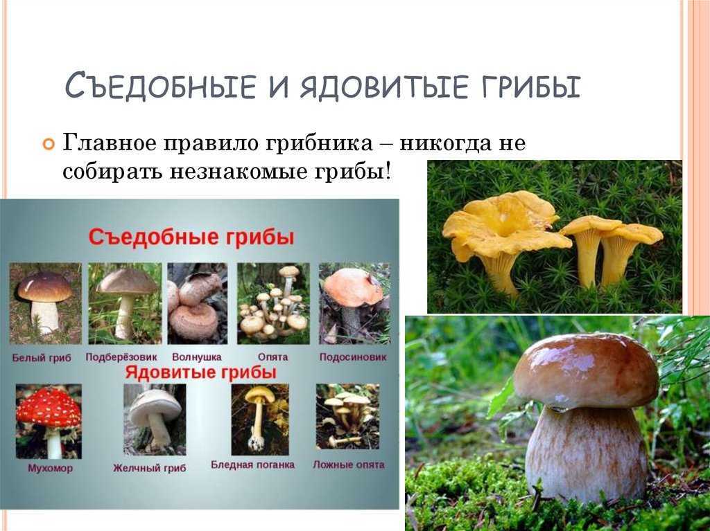 Съедобные грибы ленинградской области – фото и название