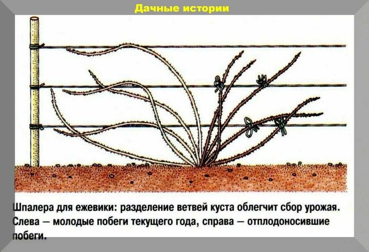Сорт ежевики торнфри: описание и характеристики