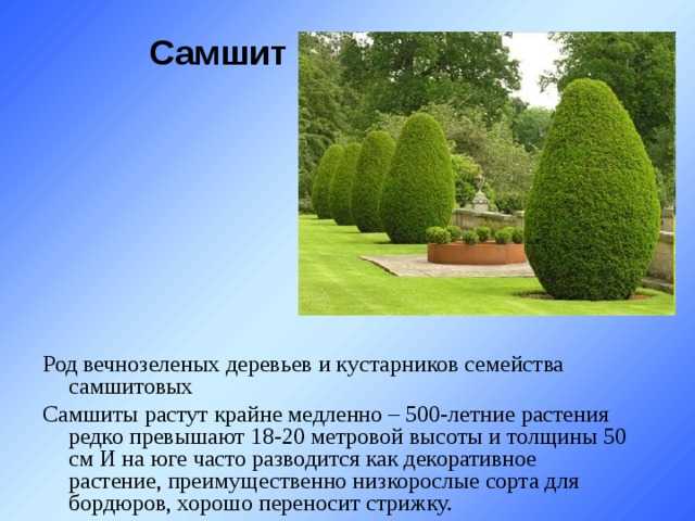Самшит: описание с фото, уход в домашних условиях, выращивание из семян, посадка, пересадка и размножение, фото