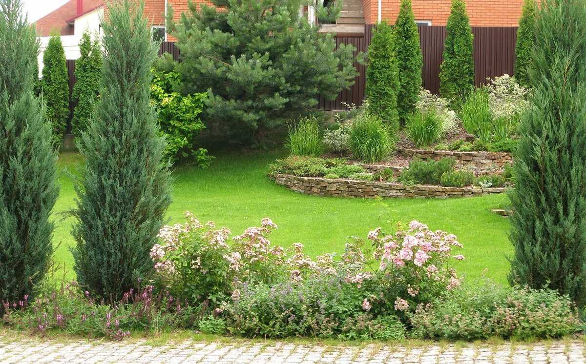 Выбираем можжевельник для участка: фото, виды и сорта