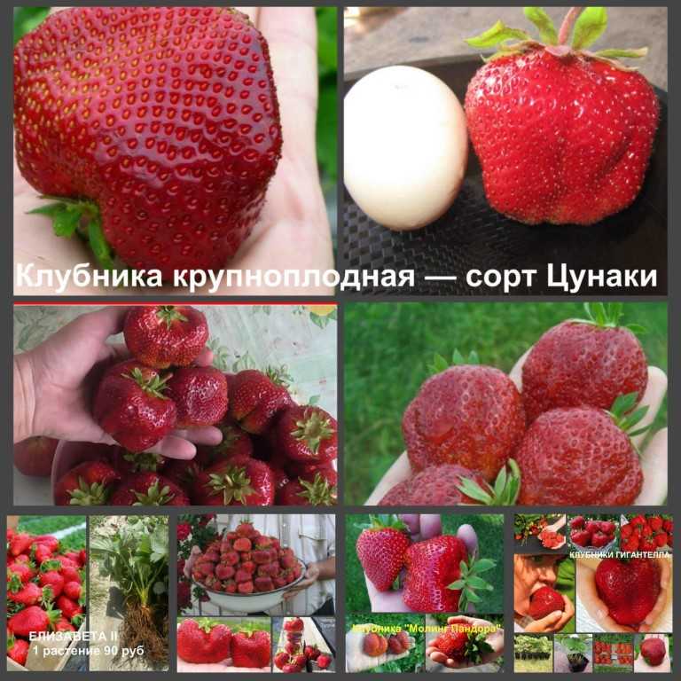 Клубника цунаки: описание супер крупноплодного сорта, видео отзыв садовода о выращивании с фото